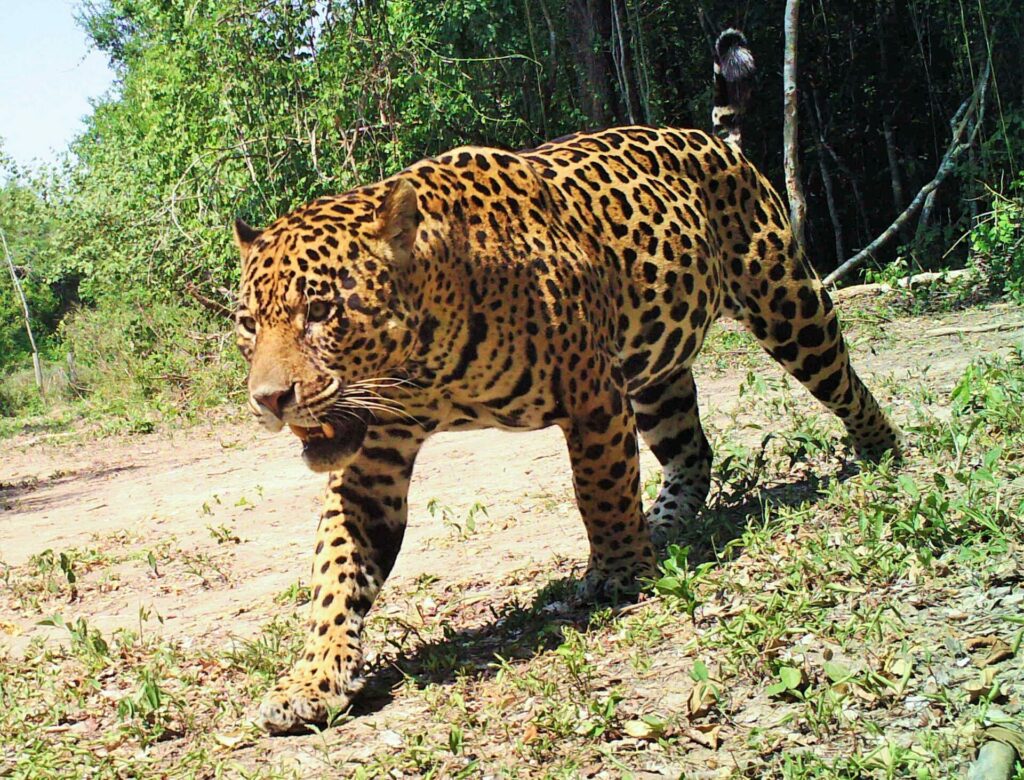 Bolivie-San-Miguelito-Jaguar-Conservation-Ranch