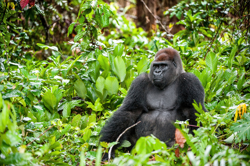 Gabon découverte du parc de Loango