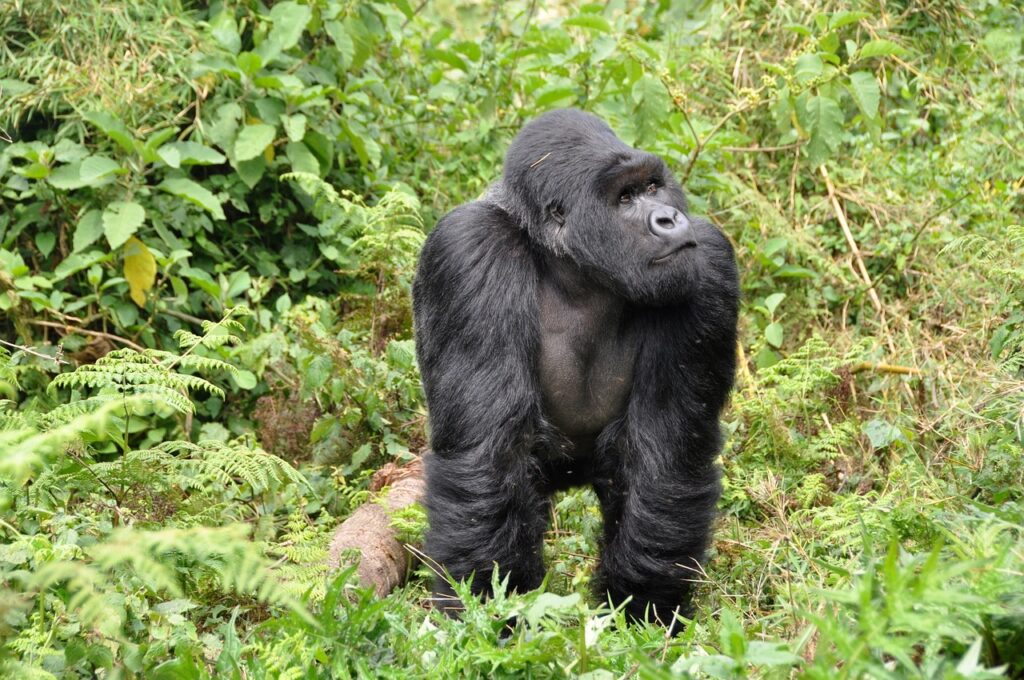 Congo Parc national d'Odzala Kokoua