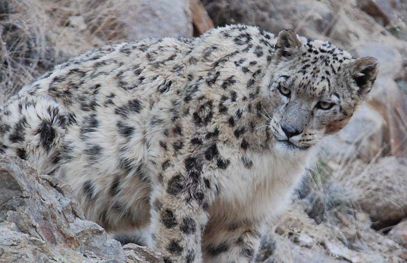 Inde expédition léopard des neiges