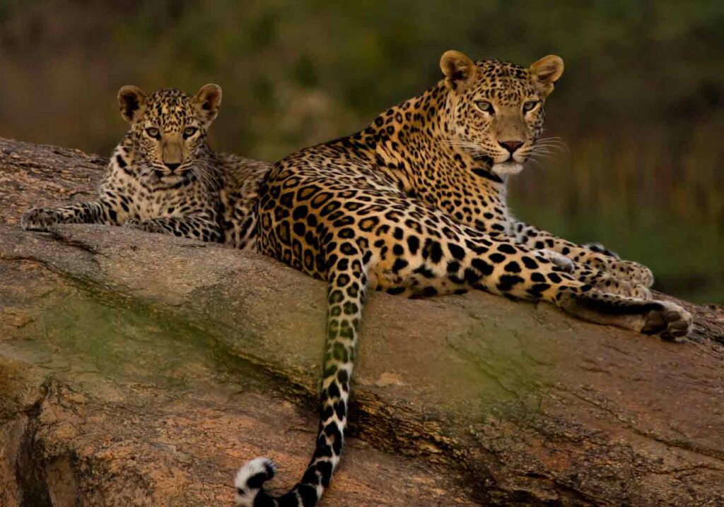 Inde léopard et lion d'Asie Rajasthan Gujarat