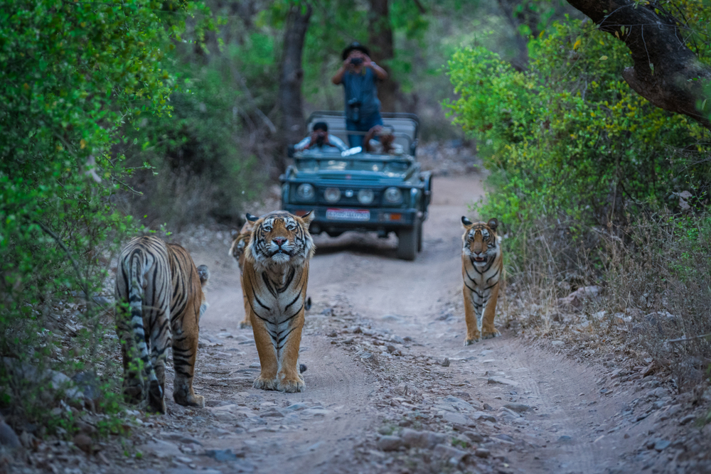 Inde nature sauvage Assam tigres