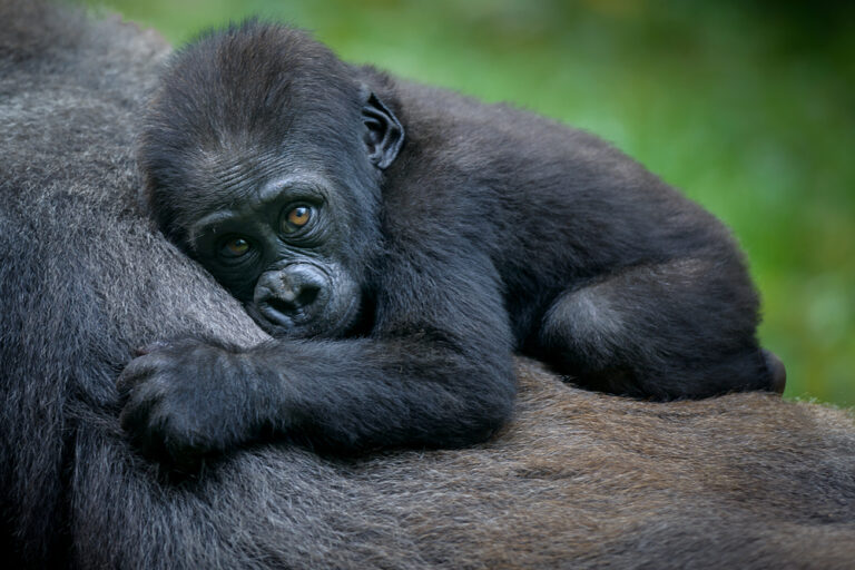 bébé gorille au Rwanda