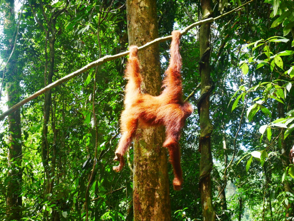 Indonésie trek orangs-outans Sumatra Ketambe