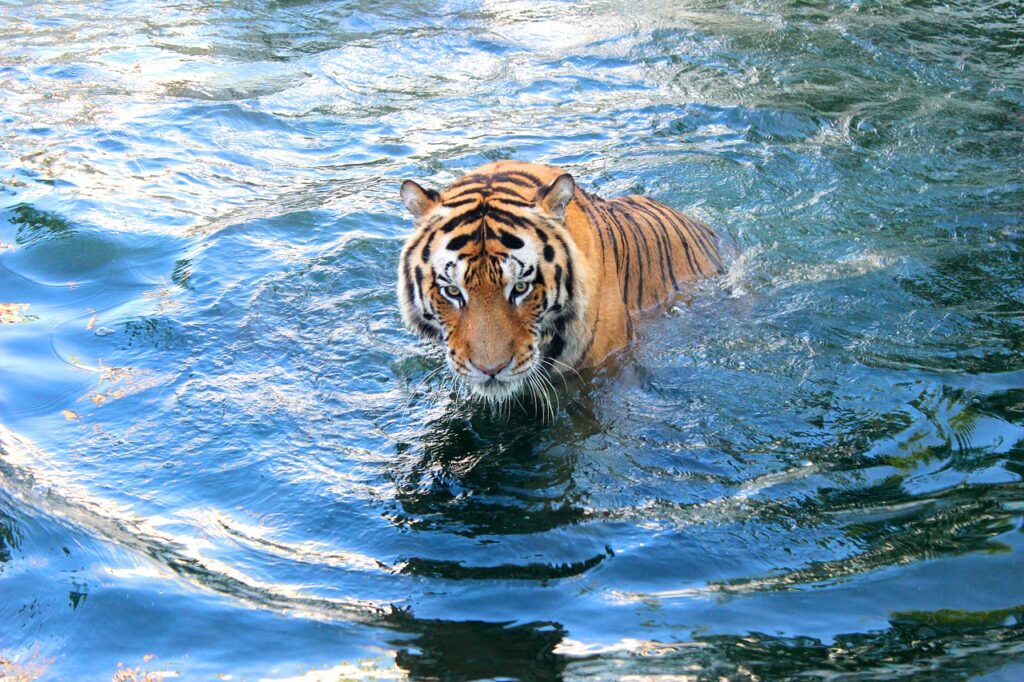 Indonésie trek observation tigres Kerinci