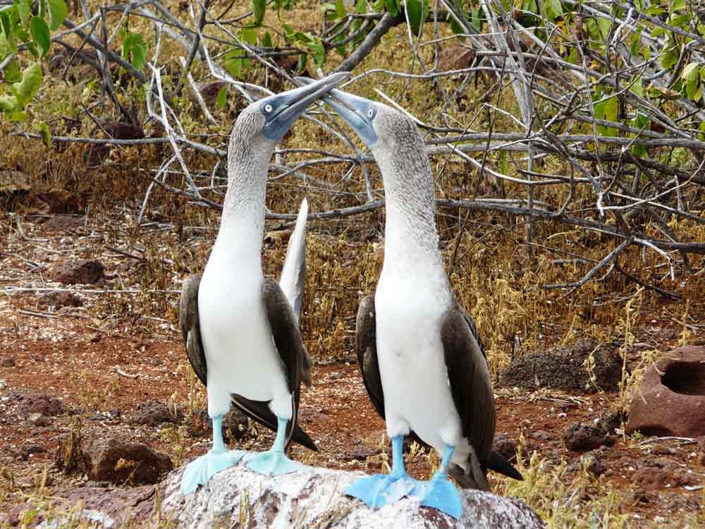 Equateur voyage Galapagos 8 jours