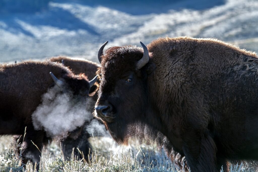 Photo d'un bison en Safari animalier au Etats Unis avec Vie Sauvage.