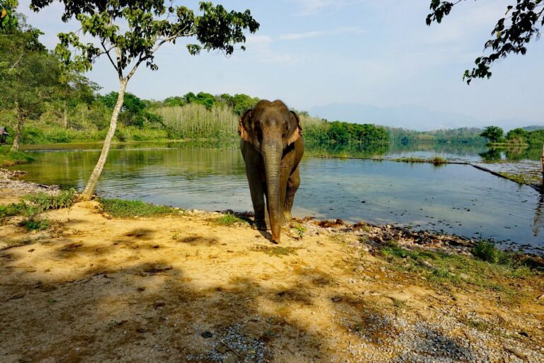 Laos Elephant Conservation Center