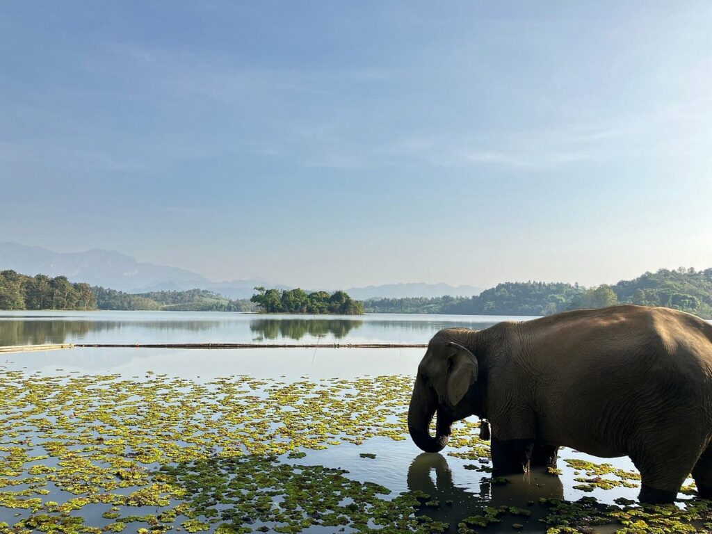 Laos Elephant Conservation Center