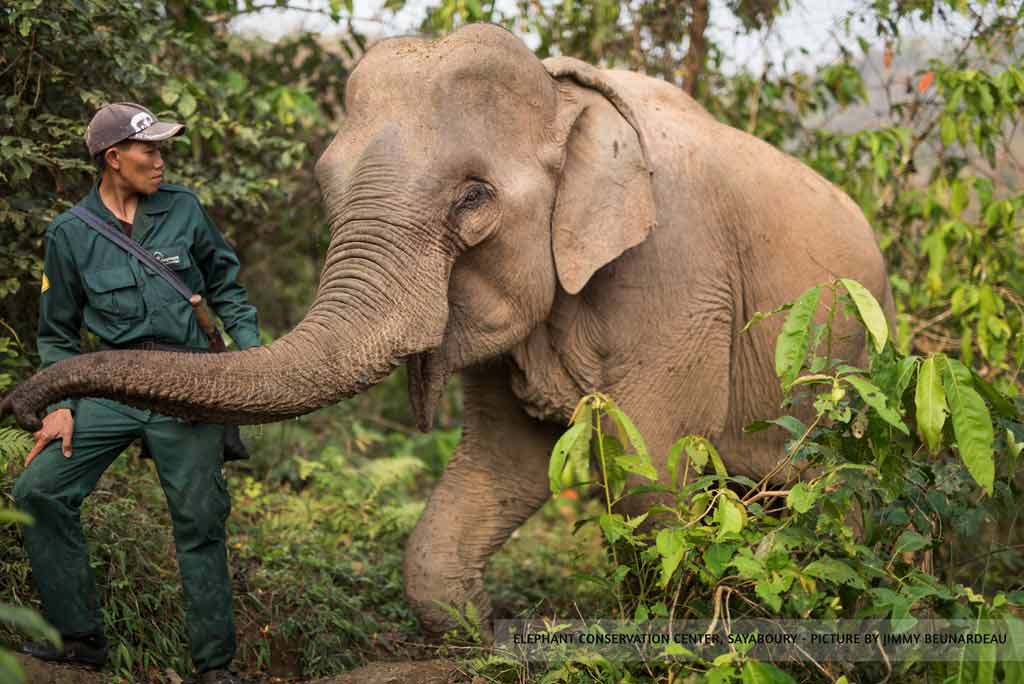 Laos Expérience elephant conservation