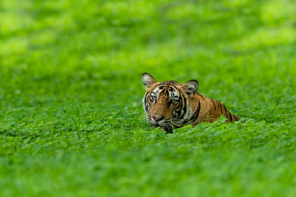 Tigre dans le Ranthambore national park en Inde