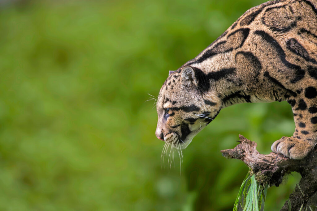 Photo d'un Leopard vue dans l'Himalaya en Inde avec Vie Sauvage