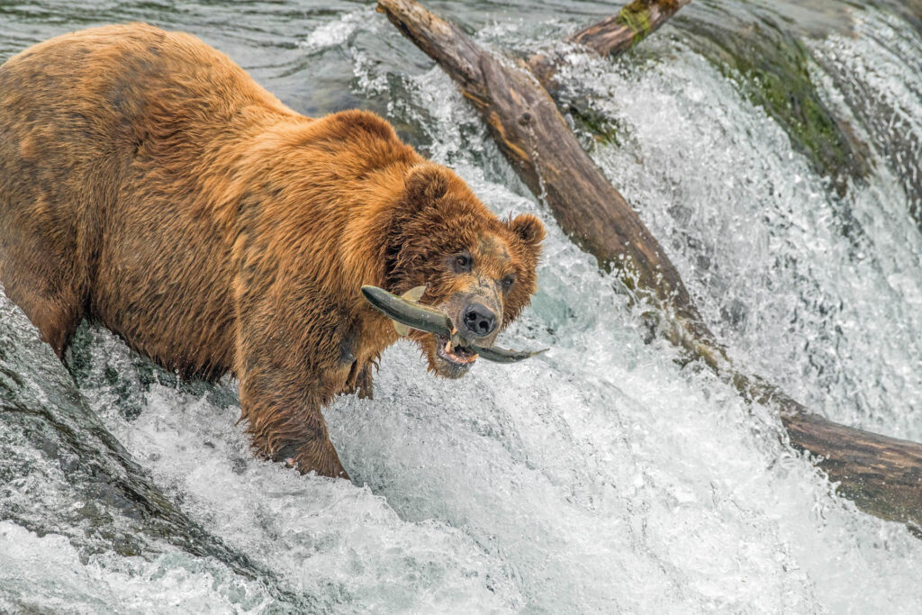 Photo d'un ours brun qui attrape un poisson dans la rivière en Alaska avec Vie Sauvage.