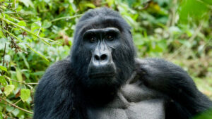 Gorille des montagnes en Afrique de l'Est