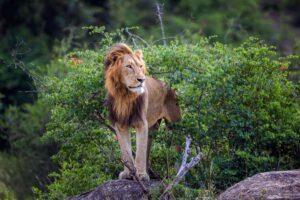 Lion en Afrique du Sud à Kruger