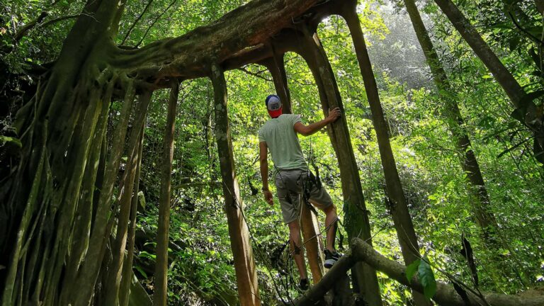 Photo des racines aériennes dans une forêt du Costa Rica avec Vie Sauvage