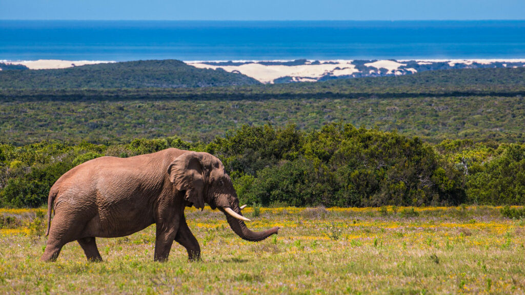 Observation d'un éléphant en Afrique du Sud, avec Vie Sauvage