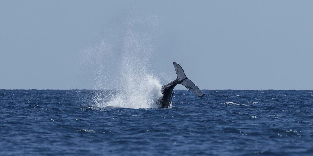 observation des baleines avec Vie Sauvage